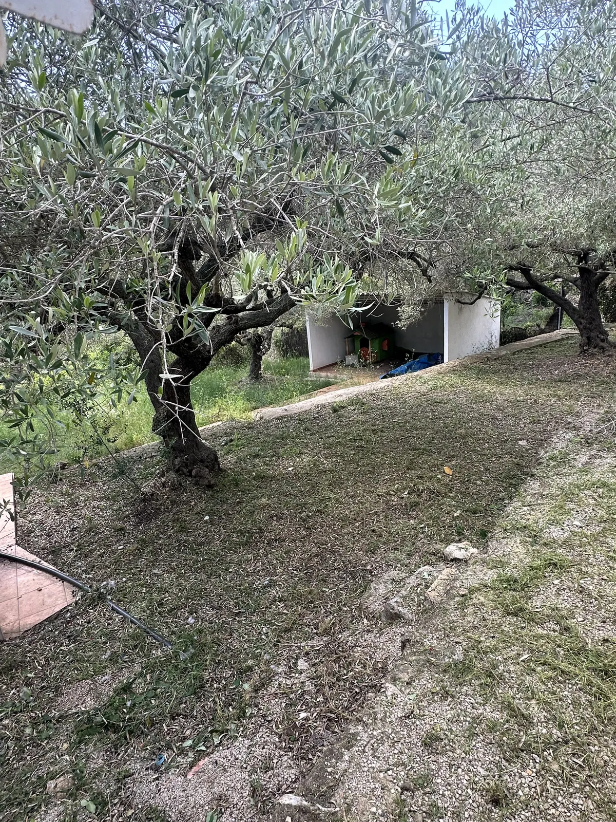 Jardín con olivos después de la puesta a punto
