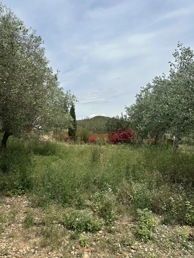 Finca con maleza antes del desbroce en La Ràpita