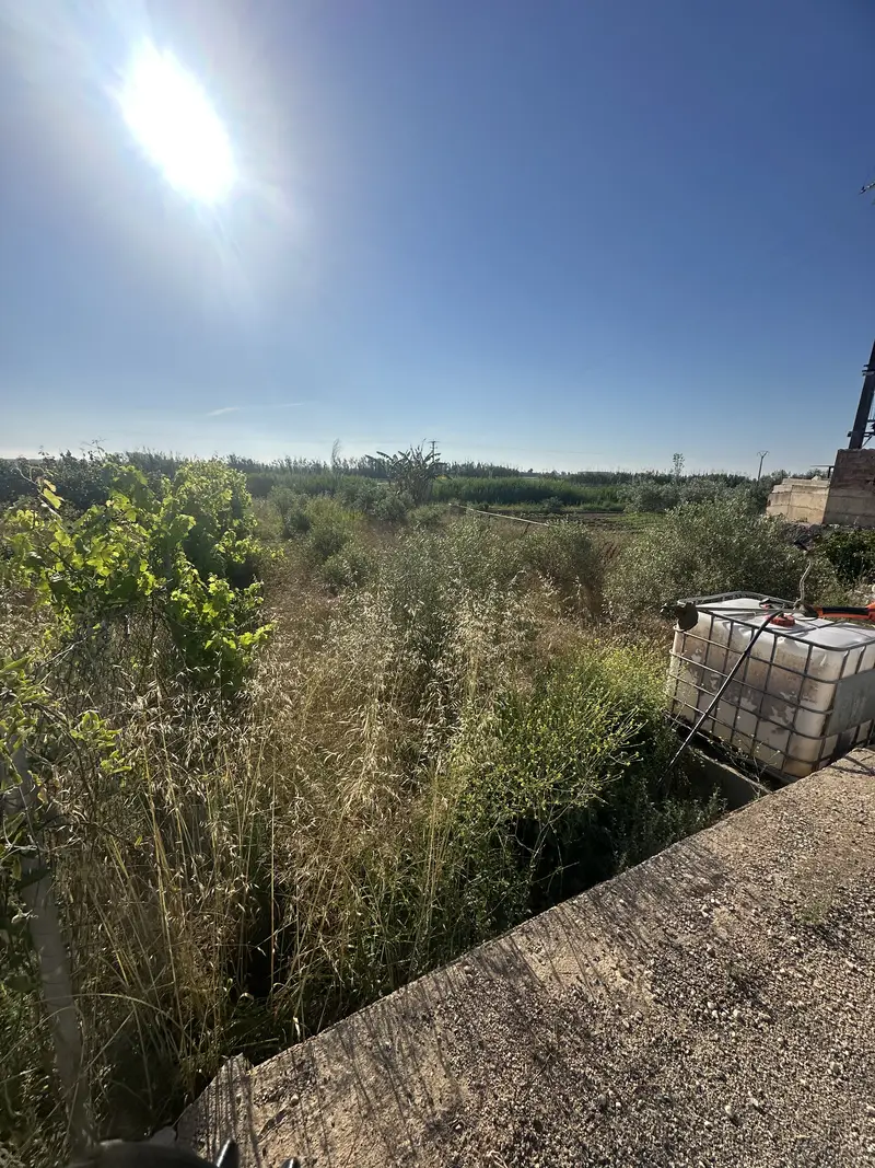 Campo con hierba seca alta antes del repaso en La Ràpita