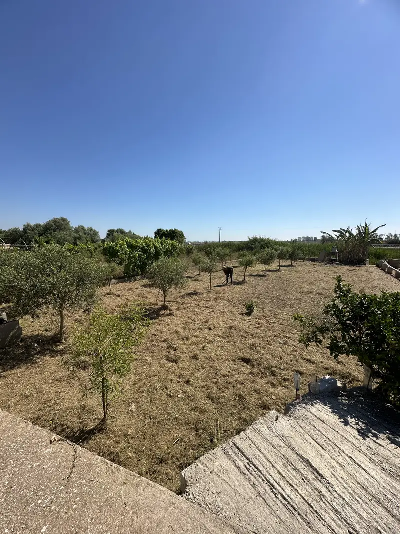 Campo segado y ordenado después del repaso en La Ràpita