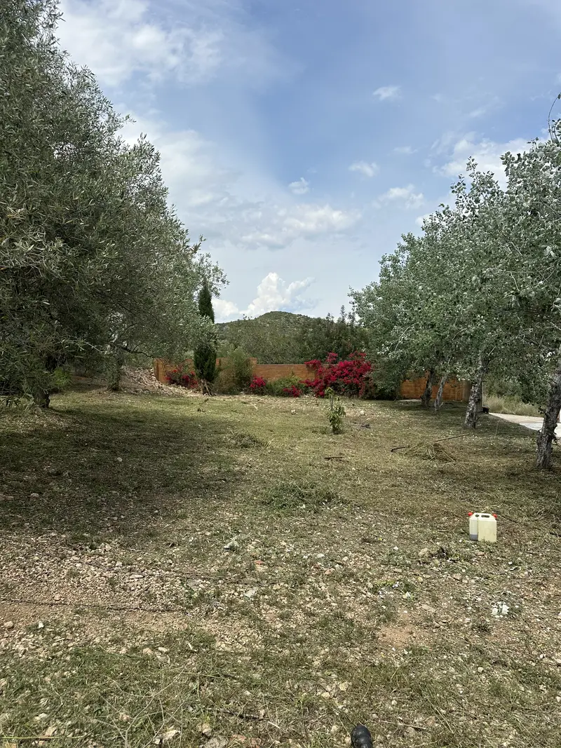 Finca limpia después del desbroce en La Ràpita
